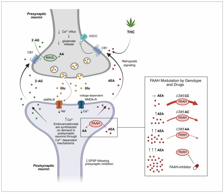 PMC13203790 – biomedicines-14-00968-f001