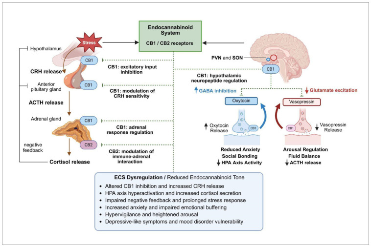 PMC13203790 – biomedicines-14-00968-f002