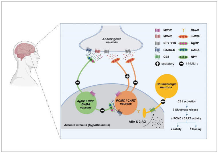 PMC13203790 – biomedicines-14-00968-f003