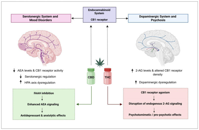 PMC13203790 – biomedicines-14-00968-f004