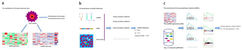 PMC13205779 – genes-17-00581-f001