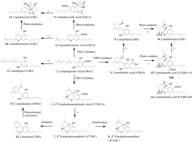 PMC13178076 – fig1
