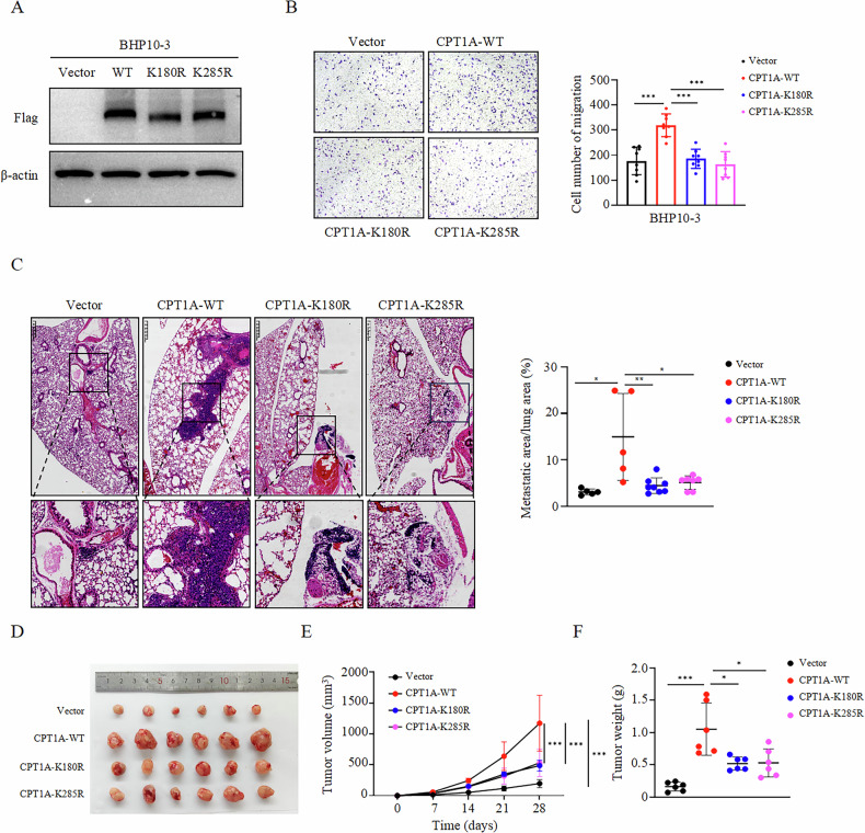 PMC13254147 – Fig6