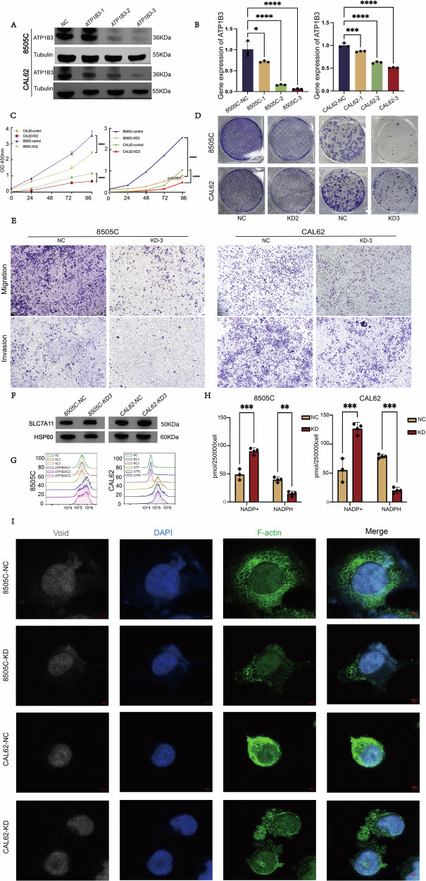 PMC13237300 – Fig7