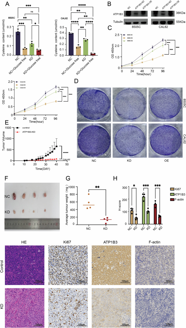 PMC13237300 – Fig8