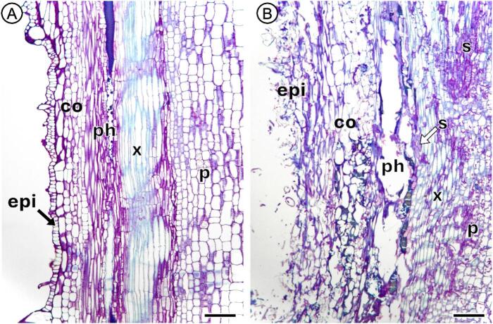 PMC13246782 – Fig3