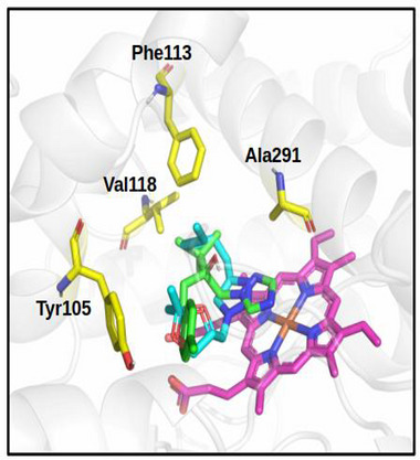 PMC13238394 – cbdv71389-fig-0007
