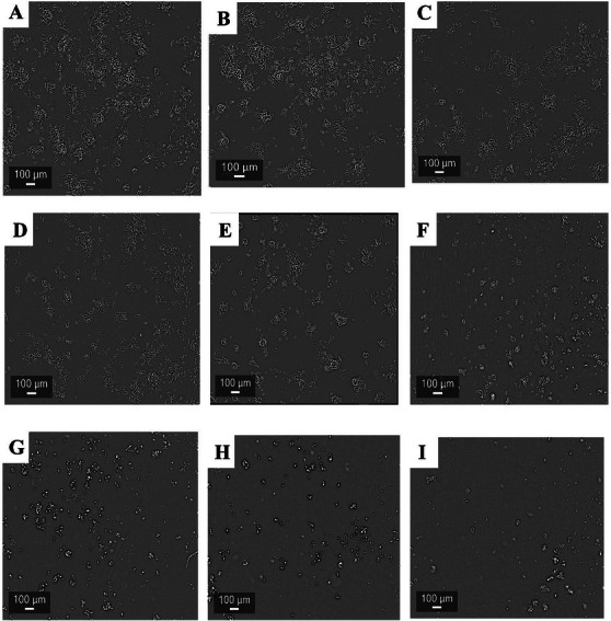 PMC13268574 – cbdv71409-fig-0007