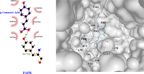 PMC13268575 – cbdv71418-fig-0006