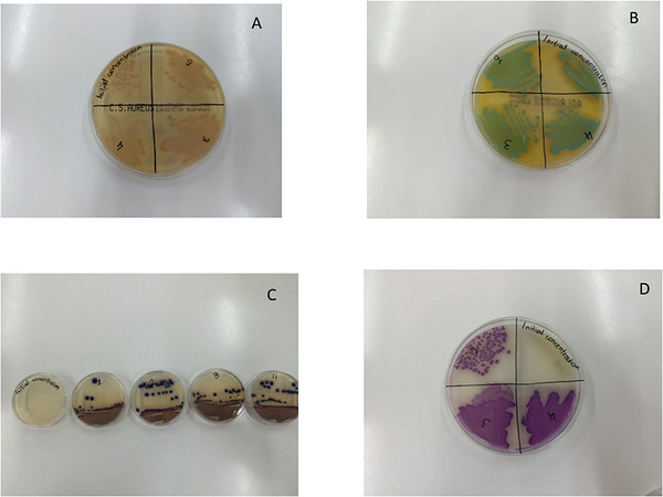 PMC13268575 – cbdv71418-fig-0011