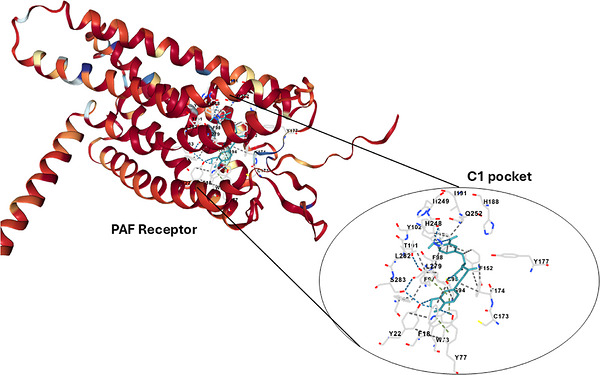 PMC13268575 – cbdv71418-fig-0004