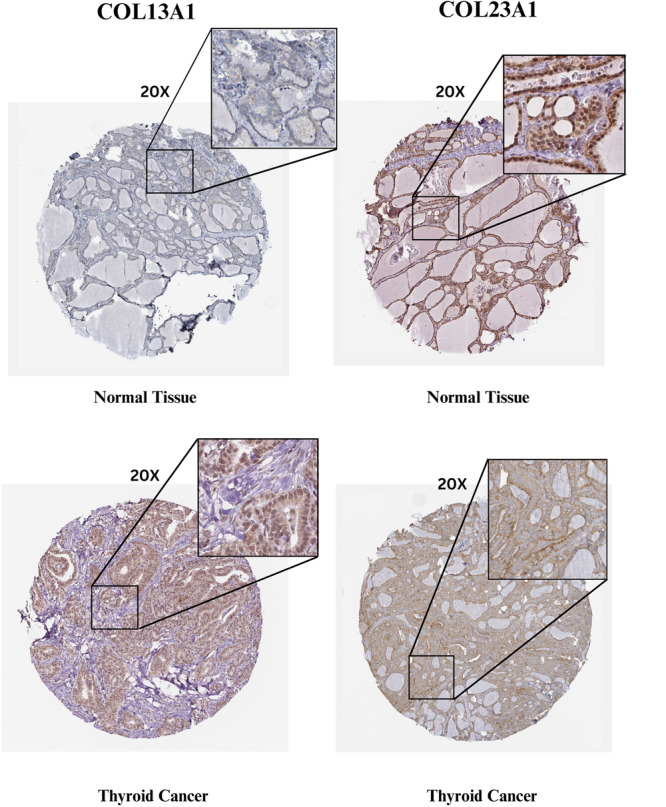 PMC13266370 – hsr272617-fig-0003