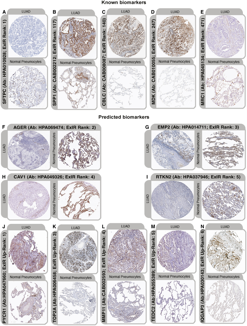 PMC13264208 – fig4