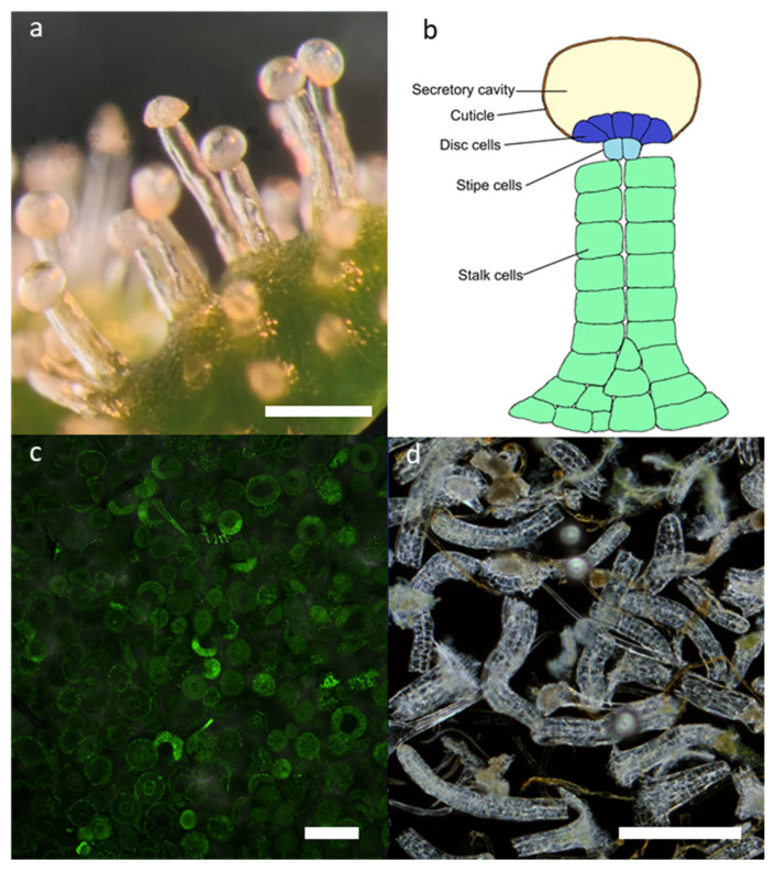 PMC13259226 – plants-15-01624-f001
