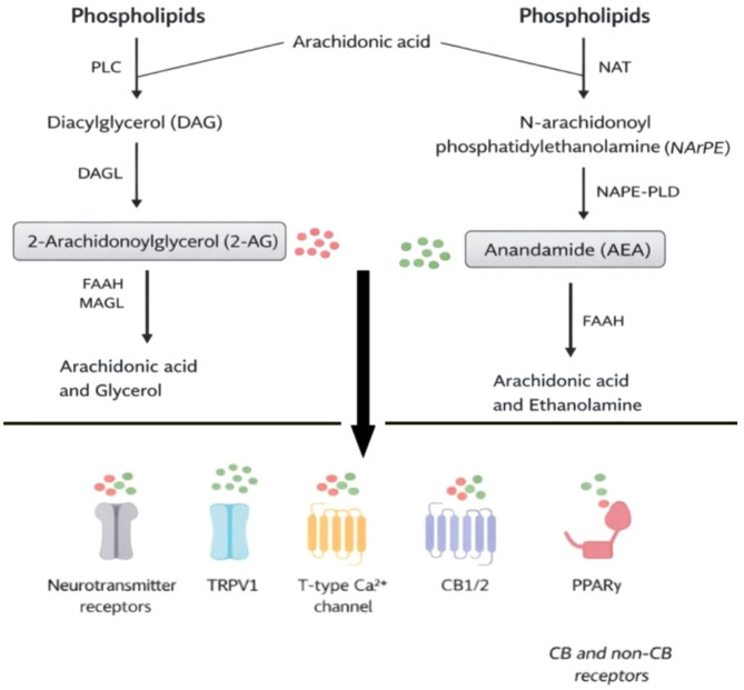 PMC13376328 – fig1-10738584261440907