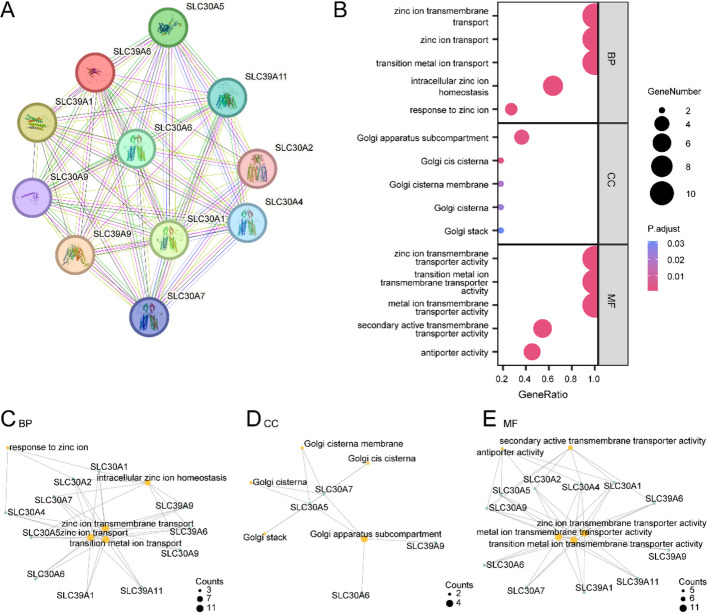 PMC13366974 – Fig10