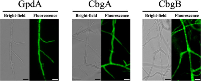 PMC13287295 – Fig3