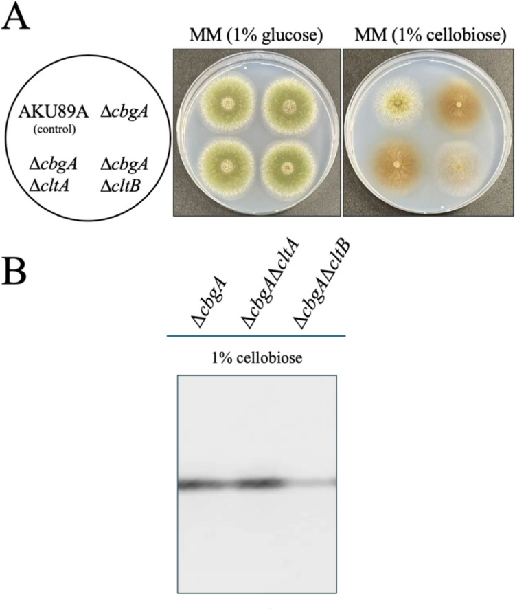PMC13287295 – Fig5