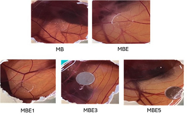 PMC13336807 – cbdv71417-fig-0008