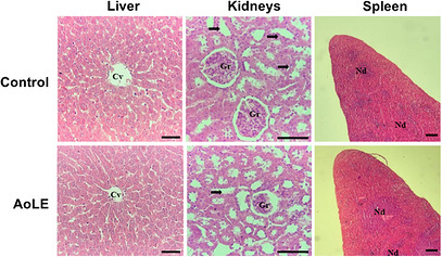 PMC13401970 – cbdv71528-fig-0003
