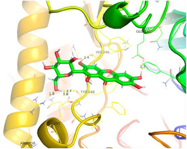 PMC13401958 – cbdv71532-fig-0007
