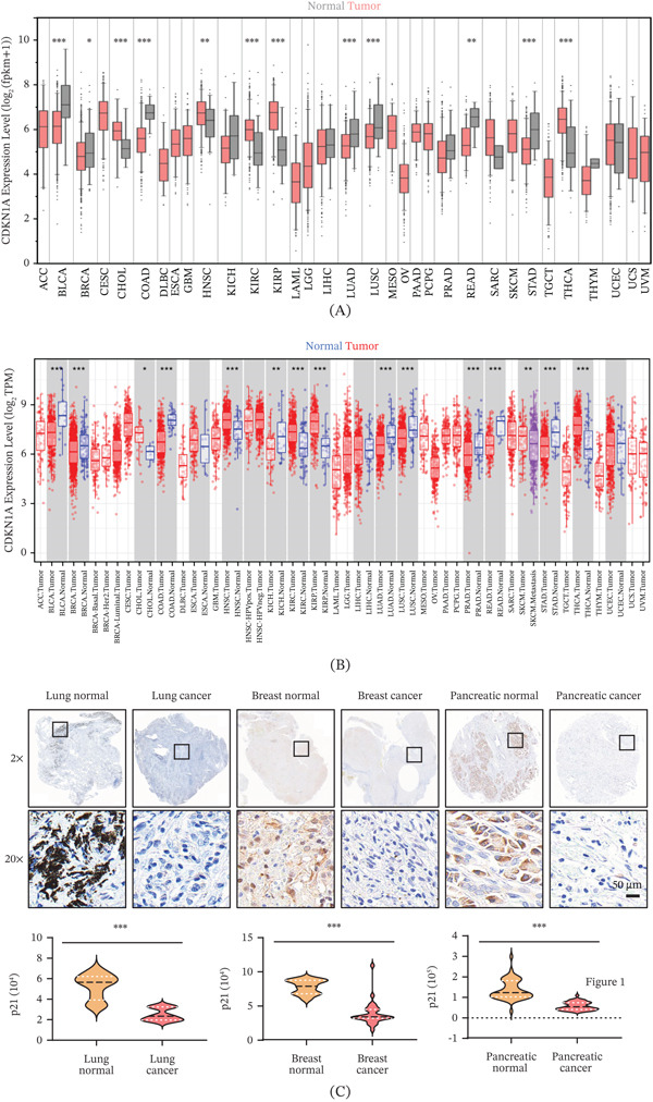 PMC13338575 – fig-0001