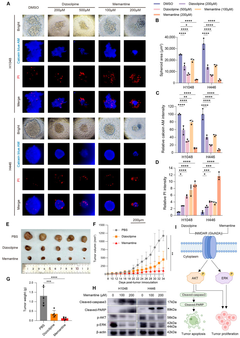 PMC13296946 – biomedicines-14-01196-f008