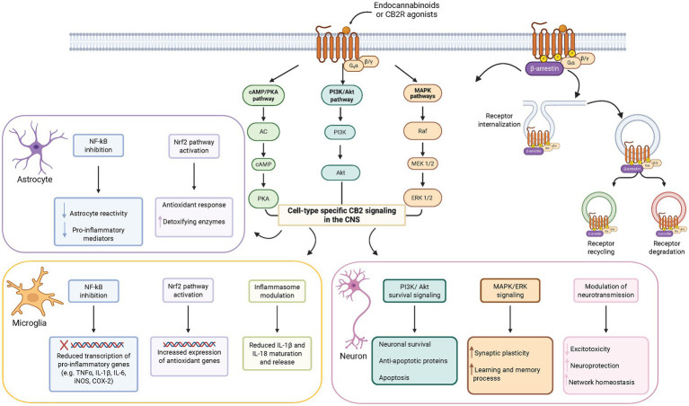 PMC13369014 – fig1