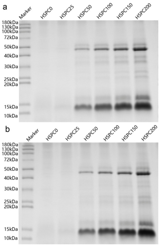 PMC13298857 – gels-12-00484-f006