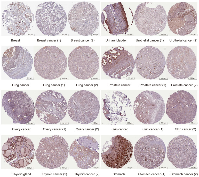 PMC13361878 – ijms-27-06040-f002