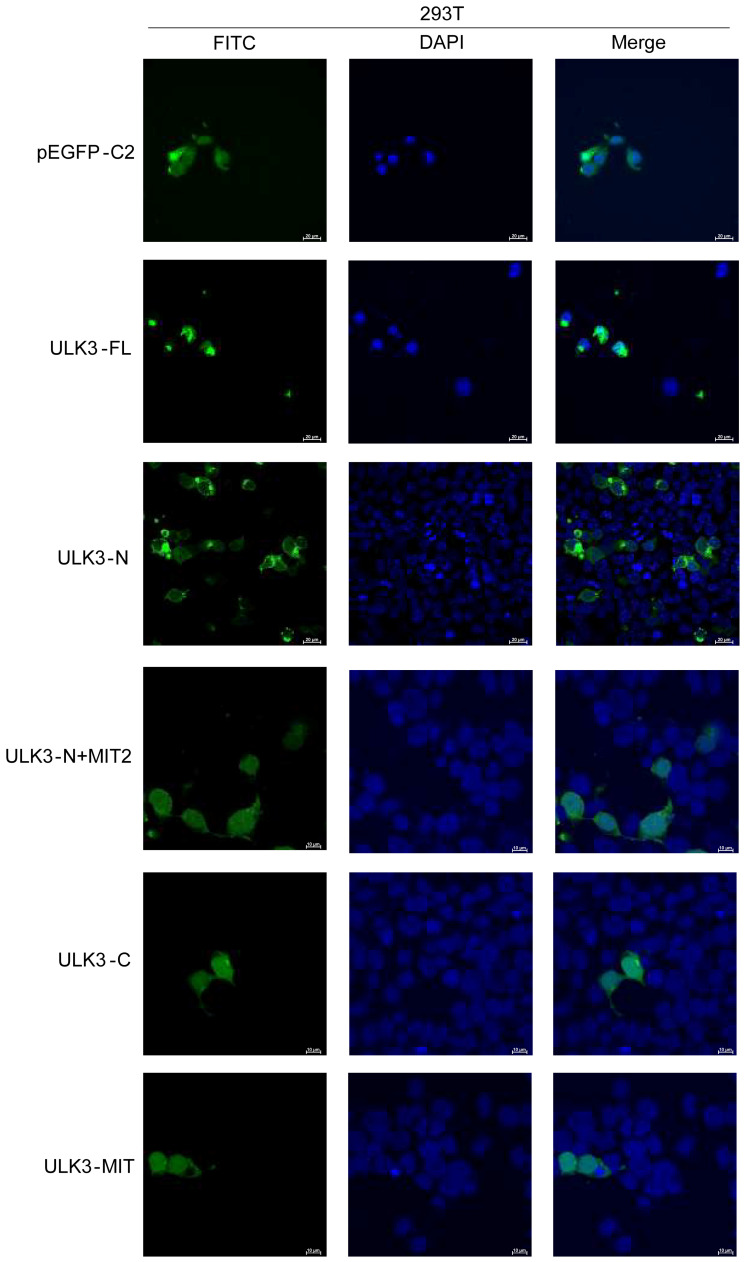 PMC13361878 – ijms-27-06040-f011
