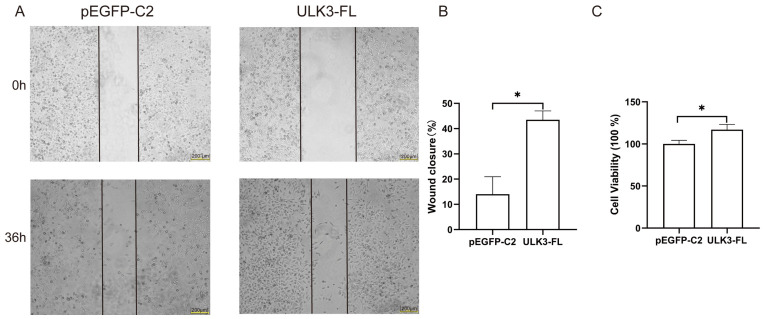 PMC13361878 – ijms-27-06040-f012