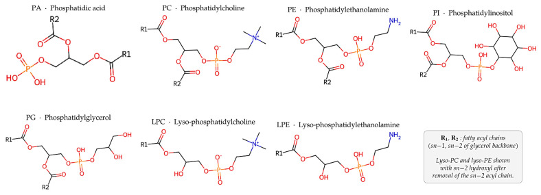 PMC13362623 – molecules-31-02274-f001