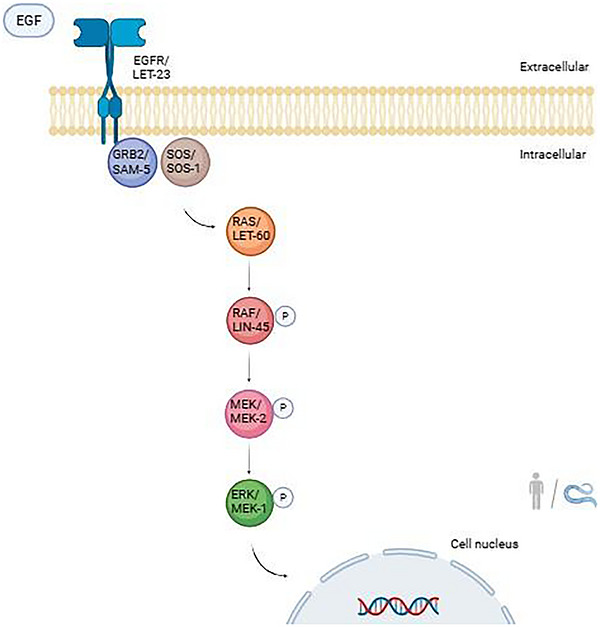 PMC13480929 – cbdv71592-fig-0009