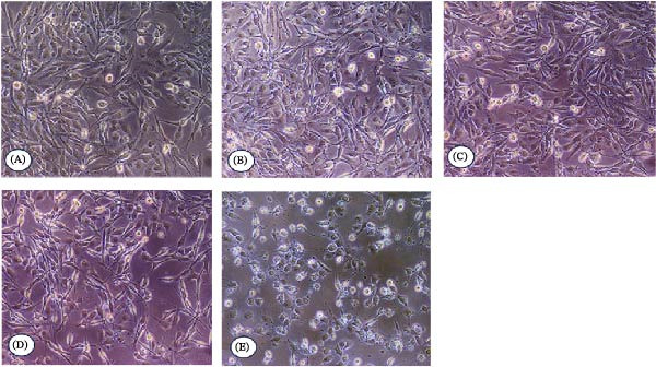 PMC13469321 – fig-0007