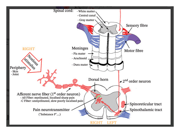 PMC13426322 – fig-0001