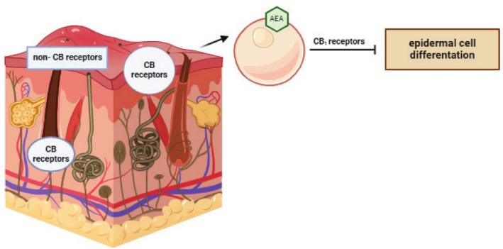 PMC13428027 – prp270304-fig-0001